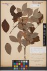 Foto von Salix caprea L.